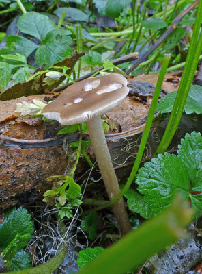 Melanoleuca polioleuca forma pusilla - Zwartwitte veldridderzwam