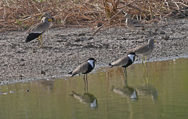 Wattled Plover and Spur-winged Plover