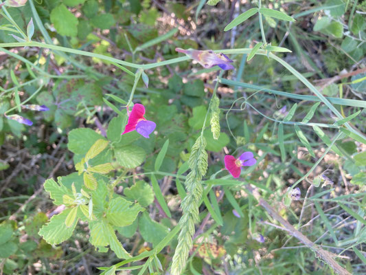 Lathyrus clymenum