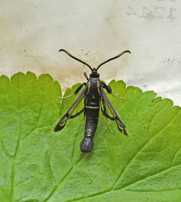 Elzenwespvlinder