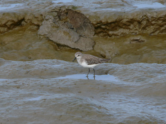 Semipalmated Sandpiper