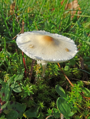 Lepiota erminia (alba) - Duinparasolzwam