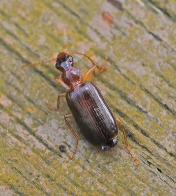 Dromius meridionalis - Kustschorsloper