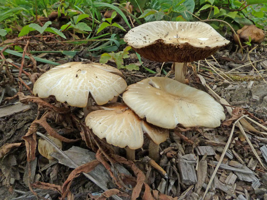 Agrocybe rivulosa  - Geaderde leemhoed