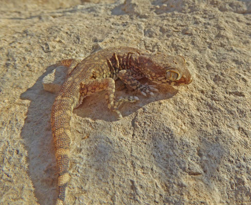Stenodactylus sthenodactylus 