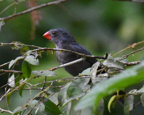 Slate-colored Grosbeak