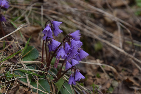 Soldanella alpina - Allpenkwastjesbloem