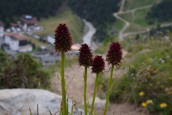 Nigritella nigra - Zwarte vanilleorchis