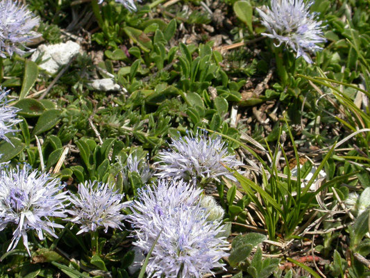 Globularia cordifolia