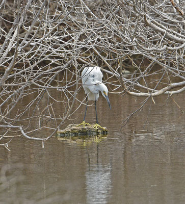 Snowy Egret