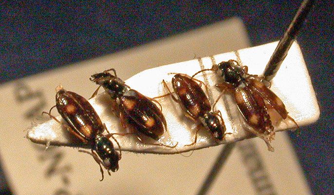 Bembidion quadrimaculatum