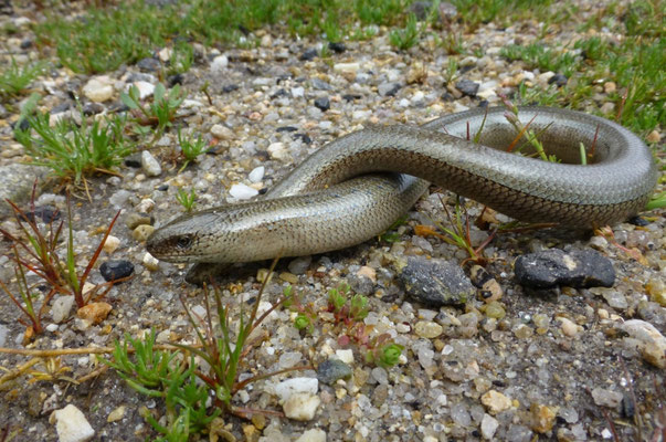 Anguis fragilis