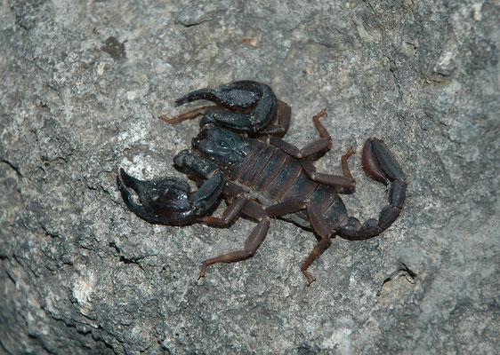 Iurus dufoureius