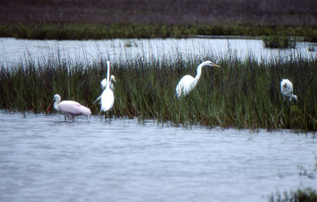 Great Egret en Roseate Spoonbill
