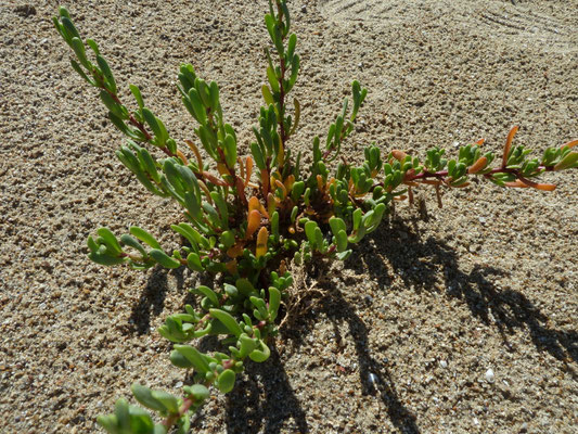Inula crithmoides