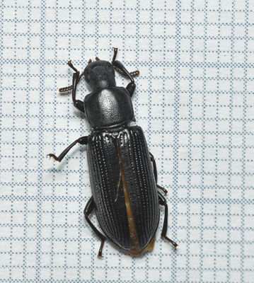Menephilus cylindricus