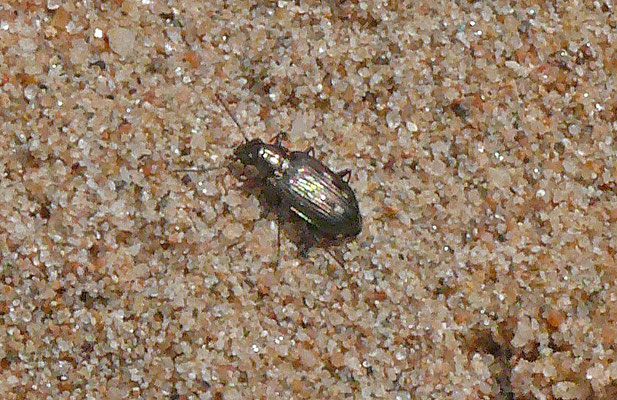 Bembidion argenteolum