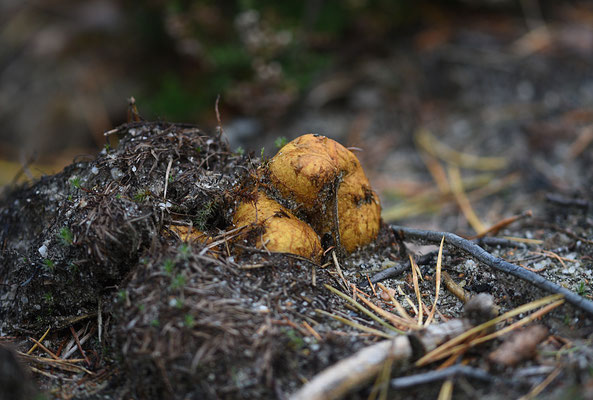 Rhizopogon luteolus - Okerkleurige vezeltruffel