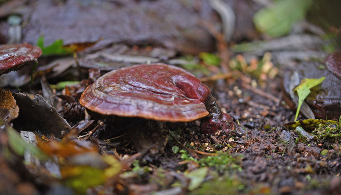 Ganoderma lucidum - Gesteelde lakzwam