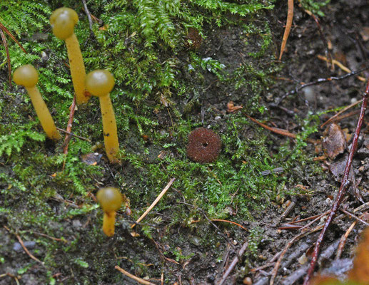 Genea hispidula - Harige manteltruffel