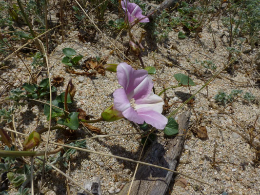 Convolvulus soldanella - Zeewinde
