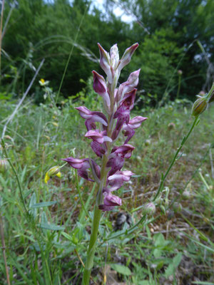 Anacamptis coriophora - Wantsenorchis