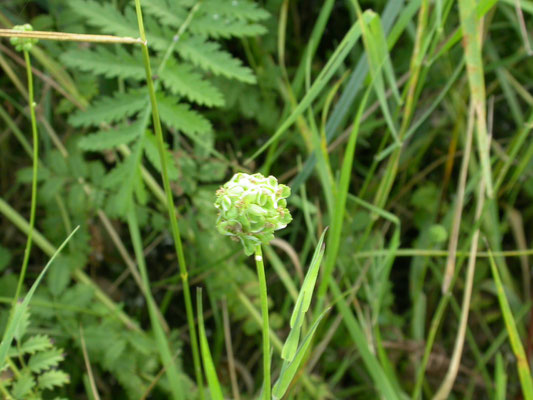 Sanguisorba minor - Kleine pimpernel