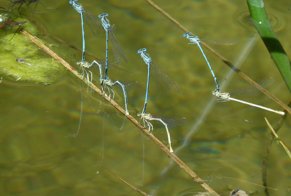 Blauwe breedscheenjuffer