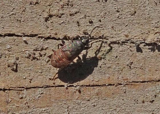 Scolopostethus spec - Zaagpoot onbekend