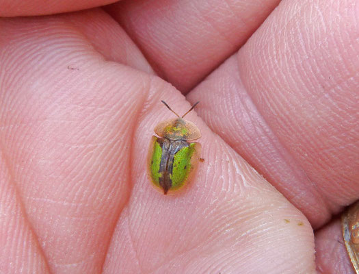 Cassida vibex - Roestige Distelschildpadtor