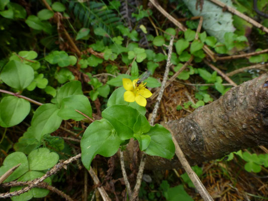 Lysimachia nemorum - Boswederik