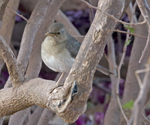 Turdus pelios - African Thrush
