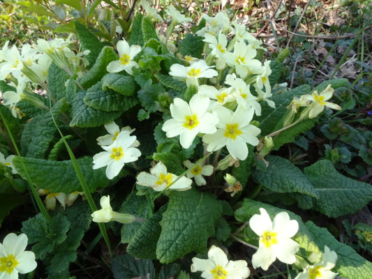 Stengelloze sleutelbloem