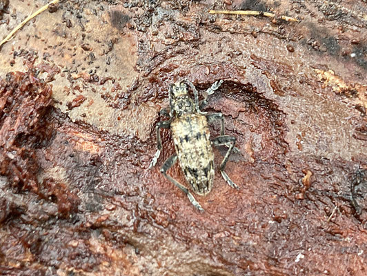 Grijze ribbelboktor - Rhagium inquisitor