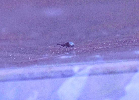 Apion species