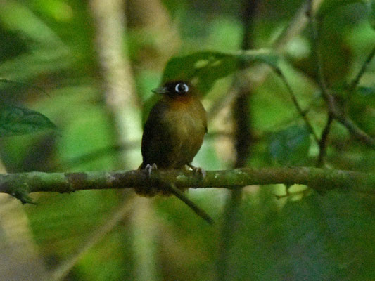 Rufous-throates Antbird