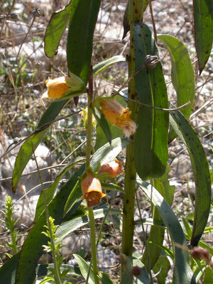 Digitalis ferruginea