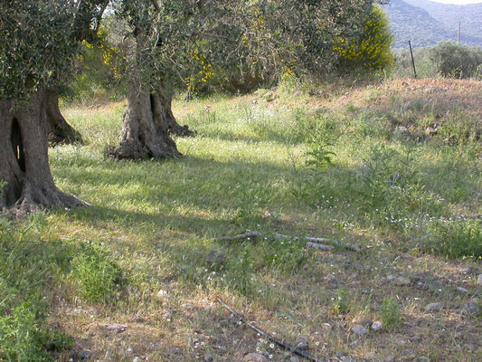 olijfgaard