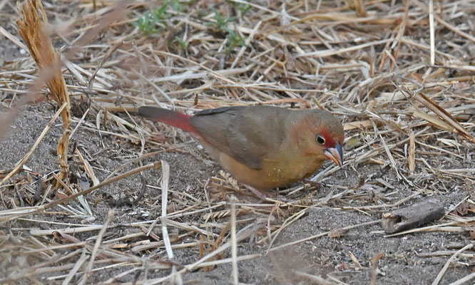 Lagonosticta senegala - Red-billed Firefinch