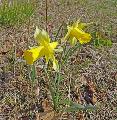Wilde narcis