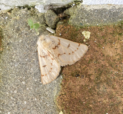 Dyscia fagaria - Gevlekte heispanner