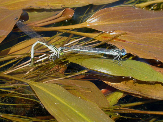 kanaaljuffer (Cercion lindenii)