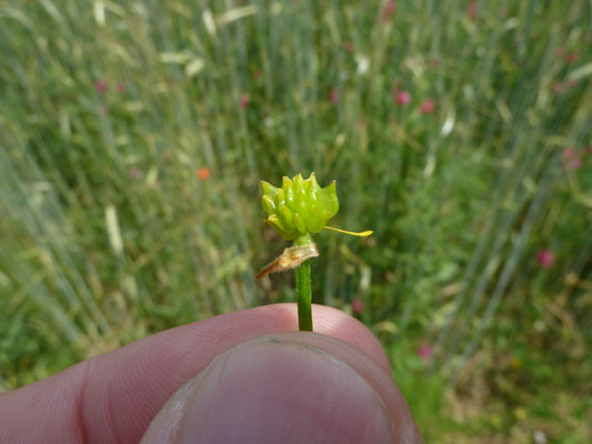 Ranunculus repens - Kruipende boterbloem