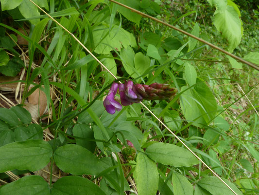 Vicia benghalensis