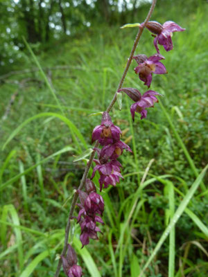 Epipactis atrorubens - Bruinrode wespenorchis