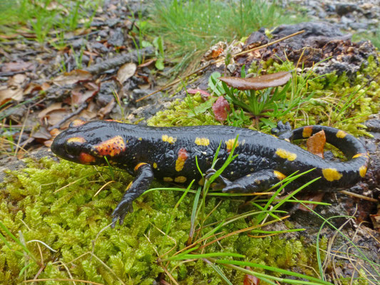 Salamandra salamandra gallaica