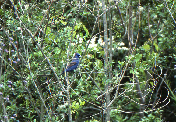 Blue Grosbeak