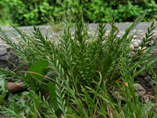 Catapodium rigidum - Stijf hardgras