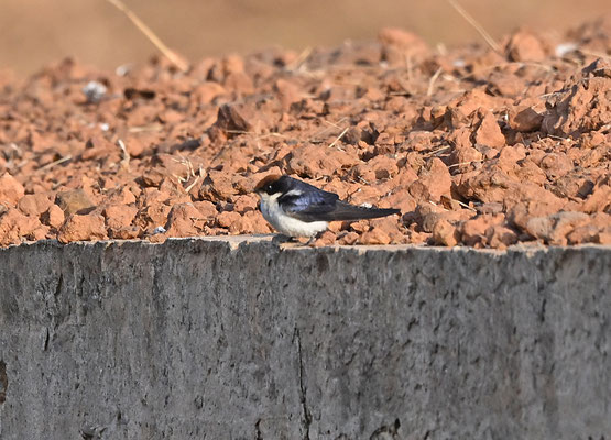 Hirundo smithii - Wire-tailed Swallow