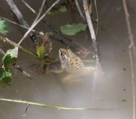 Pelophylax bedriagae